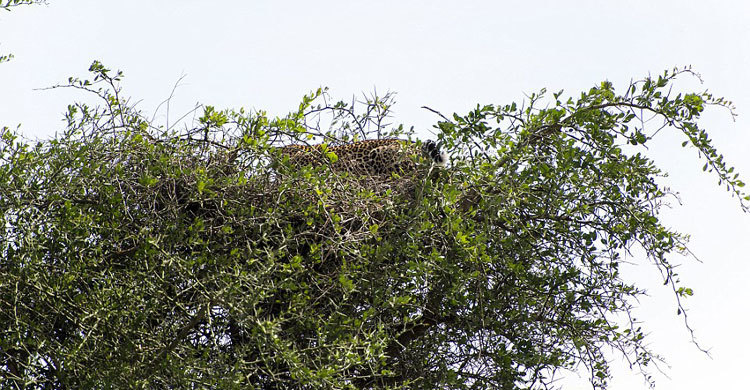পাখির বাসায় চিতার আবাস!