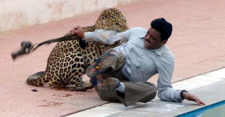 সেই স্কুলে আবার চিতাবাঘ (ভিডিও)