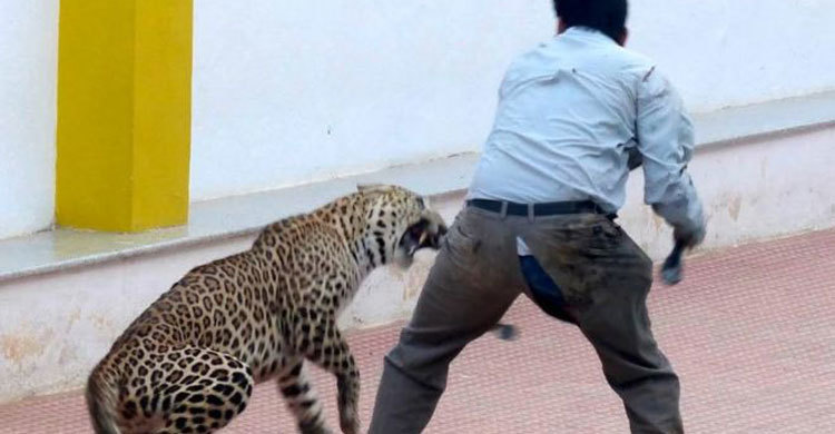 চিতাবাঘ আতঙ্কে শতাধিক স্কুল বন্ধ 