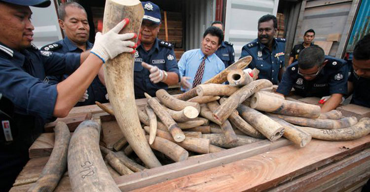 মালয়েশিয়ায় হাতির ১৫৯ কেজি দাঁত উদ্ধার