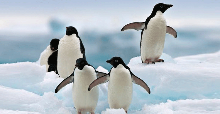বরফ চাপায় দেড় লাখ পেঙ্গুইনের মৃত্যু