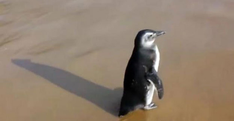 একটি পেঙ্গুইন ও রাজমিস্ত্রির ভালোবাসা