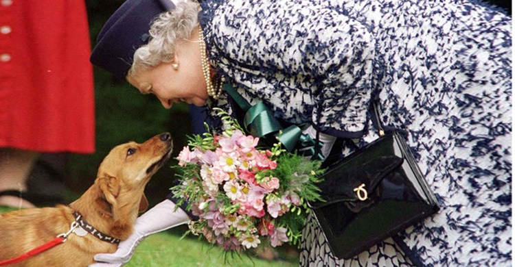 রুপার থালায় রাণীর কুকুরের রাজভোগ