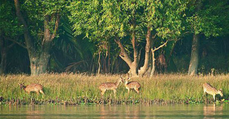 সুন্দরবন রক্ষায় দেশব্যাপী অর্ধদিবস হরতাল ২১ মার্চ