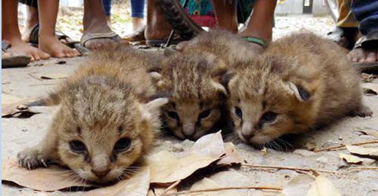 পাউবোর স্টোর রুমে মেছোবাঘের ছানা