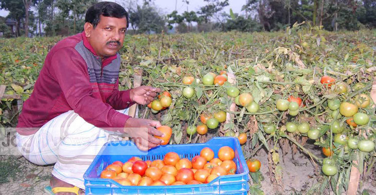 টমেটো চাষ করে ইয়াকুবের বেকারত্ব জয়
