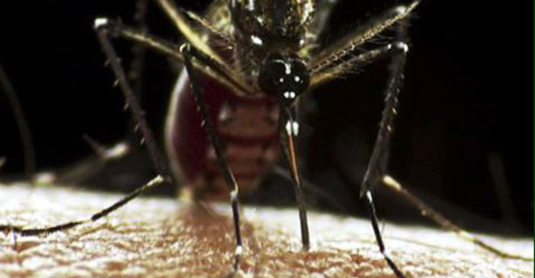 জিকা ভাইরাসের ঝুঁকি শনাক্তে গবেষণা করছে আইসিডিডিআর’বি