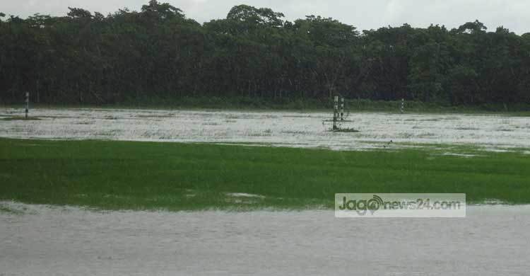 বন্যায় বীজতলা নষ্ট, উদ্বিগ্ন কৃষকেরা