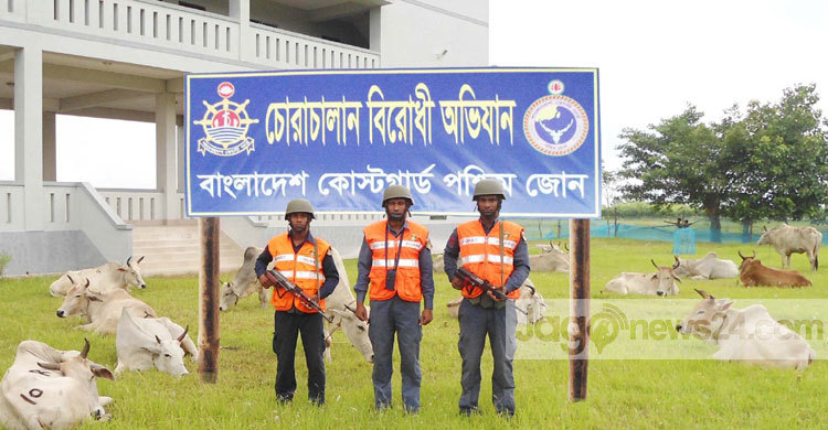 সুন্দরবন থেকে ৩১ ভারতীয় গরু আটক 