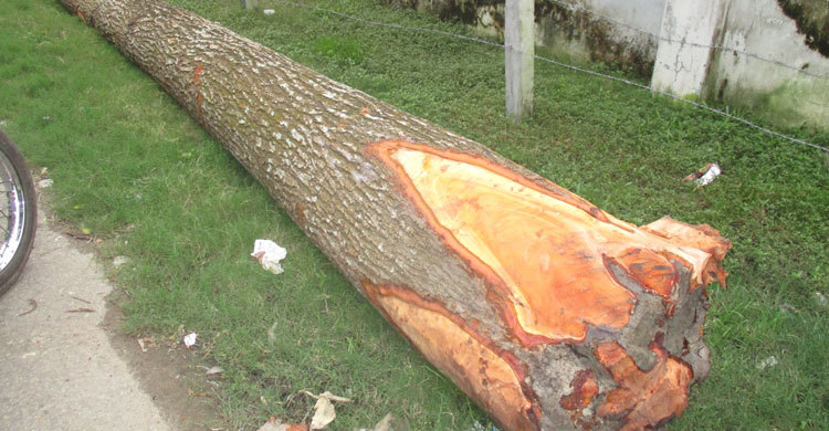 আবারো বাগেরহাট সরকারি পিসি কলেজের গাছ লুট