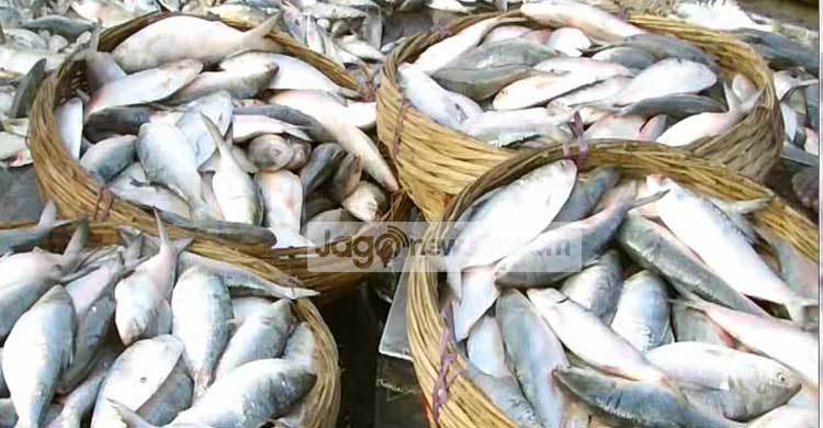 উপকূলে হঠাৎ রুপালি ইলিশ