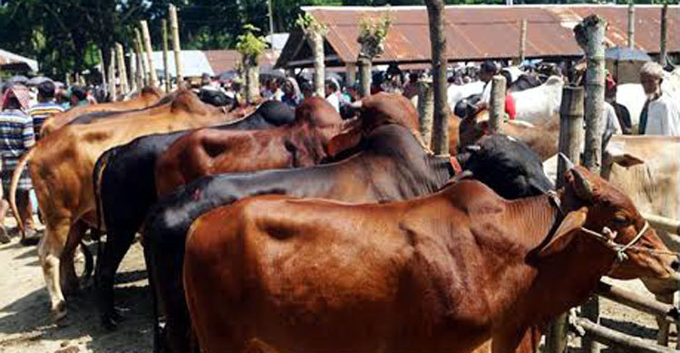 বরিশালে কোরবানির পশুর হাট বসছে আজ