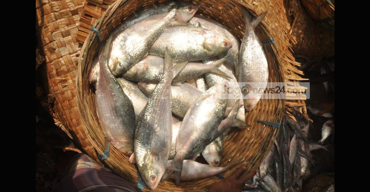 নতুন ইতিহাস গড়ল বরিশালের ইলিশ