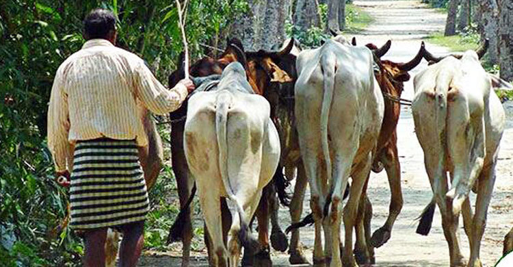 টাকার নেশায় যুবকরা ছুটছেন সীমান্তে গরু আনতে