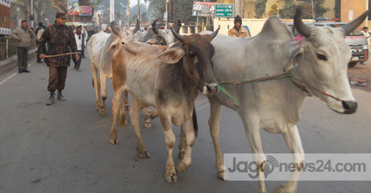 ভ্যাট ফাঁকির অভিযোগে বেনাপোলে ৪৯টি গরু আটক