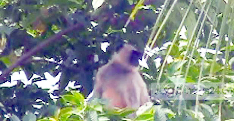 হাতির পরে হনুমান