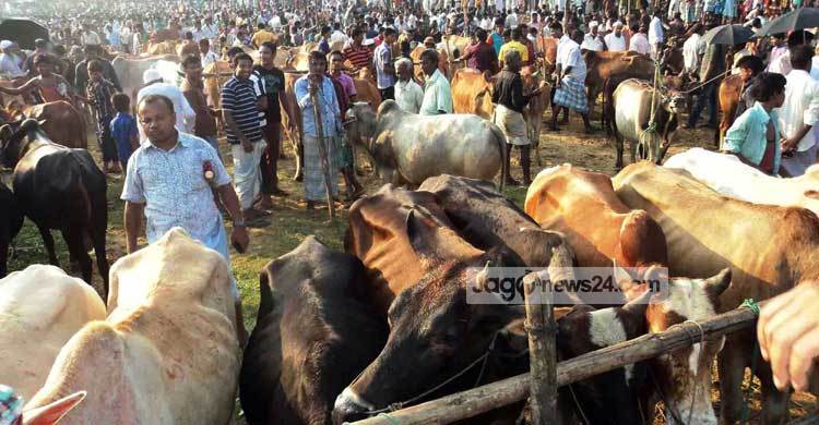 কক্সবাজারের ৪৪ পশুর হাট প্রস্তুত