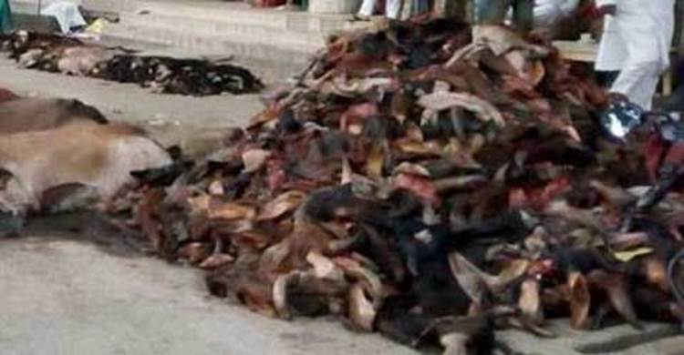দিনাজপুরে খাসির চামড়ার দাম ১০ টাকা