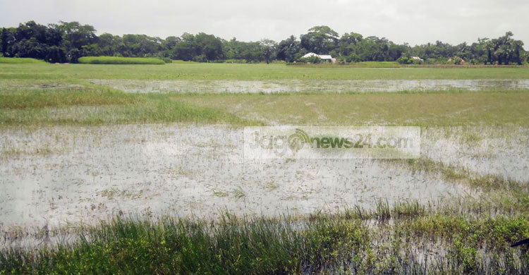 দুই হাজার হেক্টর জমিতে চাষ হচ্ছে না রোপা আউশ