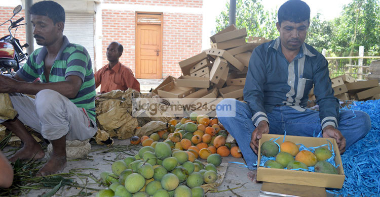 ফ্রুট ব্যাগিং প্রযুক্তির আম যাচ্ছে বিলেতে