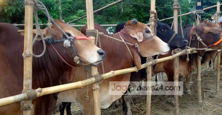 ঈদকে সামনে রেখে গরু মোটাতাজাকরণের হিড়িক