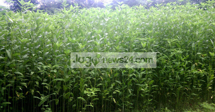 পাট চাষে আগ্রহ হারাচ্ছেন কুমিল্লার কৃষকরা