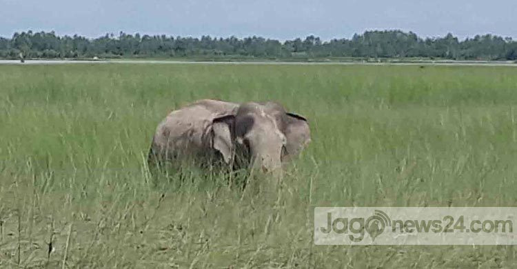 দাঁড়িয়ে থাকতে পারছে না হাতিটি