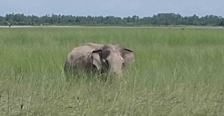 যমুনার চরে আটকা পড়া হাতিটি এখন মৃতপ্রায়