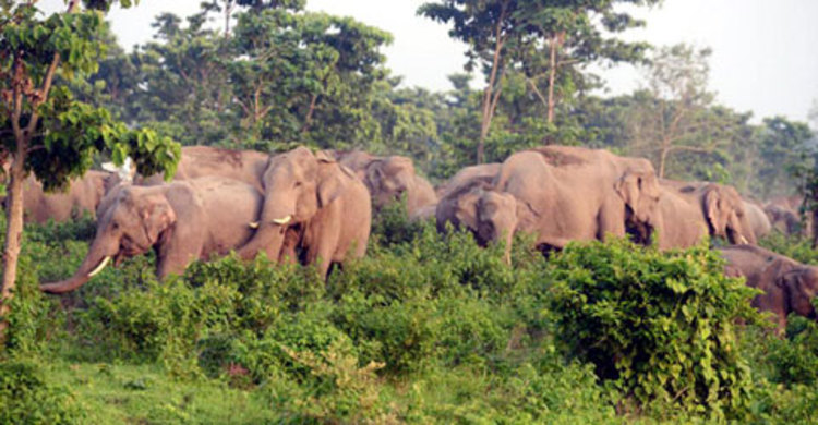দেওয়ানগঞ্জে বন্য হাতির আক্রমণে দুইজনের মৃত্যু