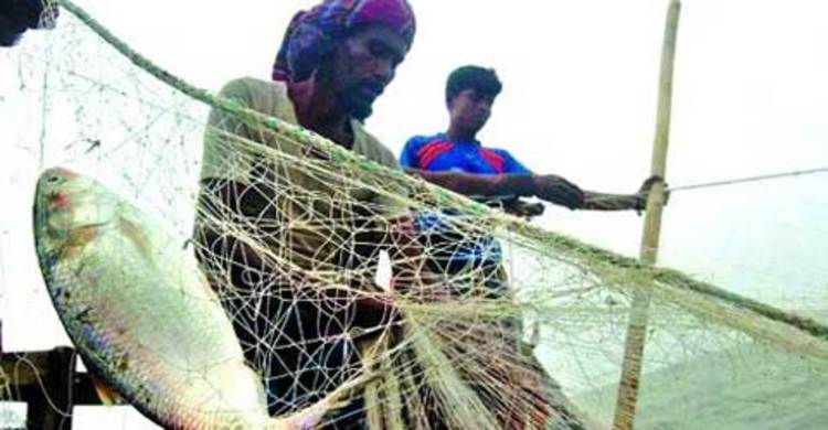 ১২ অক্টোবর থেকে ২২ দিন ইলিশ ধরা নিষিদ্ধ