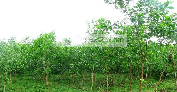 ন্যাড়া পাহাড়ে আবারো সবুজের হাতছানি