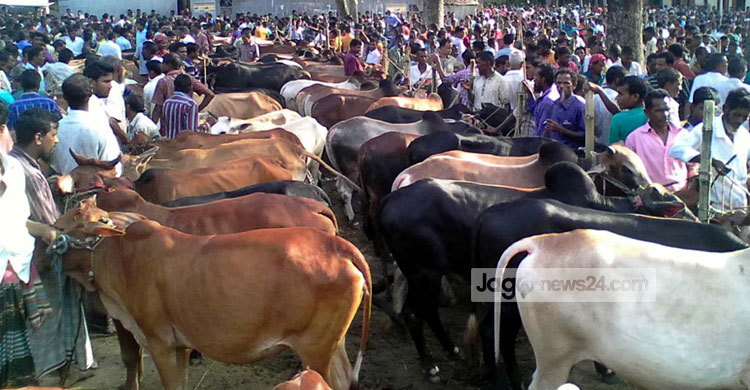 গরুর দাম চড়া, খাসির দিকে ঝুঁকছেন ক্রেতারা 
