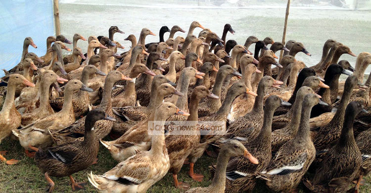 হাঁস পালন করে স্বাবলম্বী হচ্ছেন কাজুলিয়াবাসী