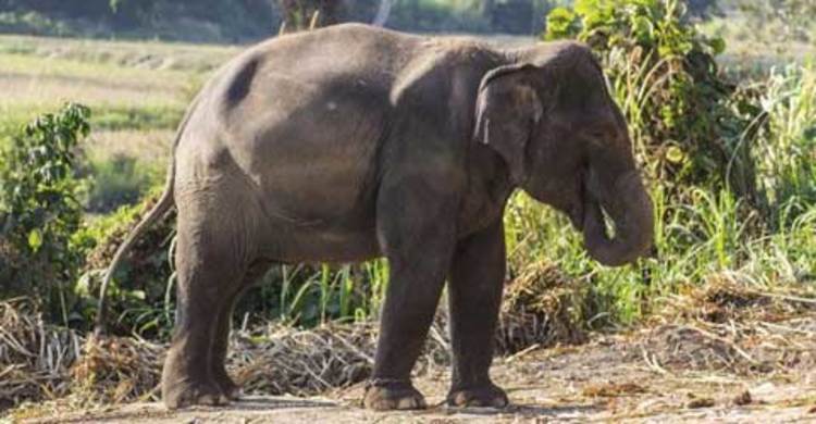 শেরপুরে কুয়ায় পড়েছে হাতি শাবক