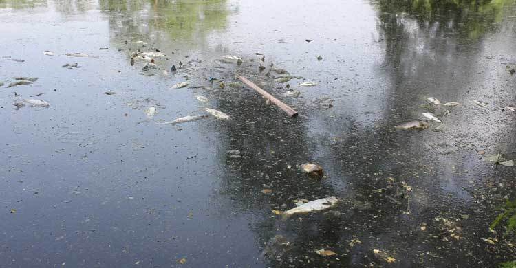 বহিরাগতদের দখলে ইবির মফিজ লেক