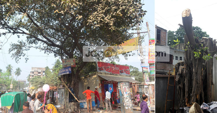বৃক্ষমেলা উদ্বোধনের আগেই বটগাছ কেটে নিল পুলিশ