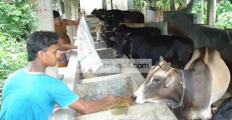 যশোরে হাটে ওঠার অপেক্ষায় ৭০ হাজার পশু