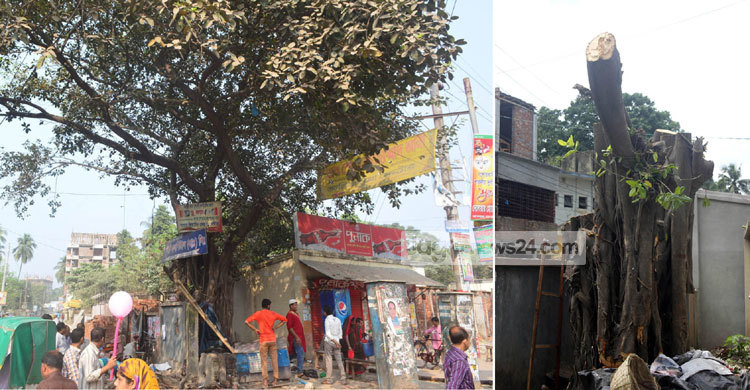 যশোরে ঐতিহ্যবাহী দড়াটানার বটগাছ কেটে নিল পুলিশ 