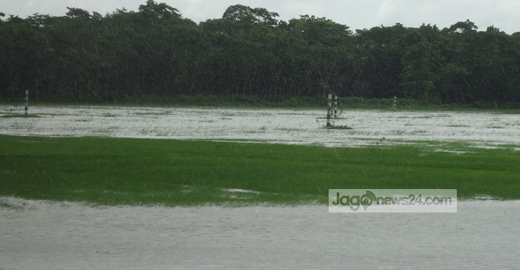 আমনের বীজতলা তলিয়ে যাওয়ায় দিশেহারা চাষী 