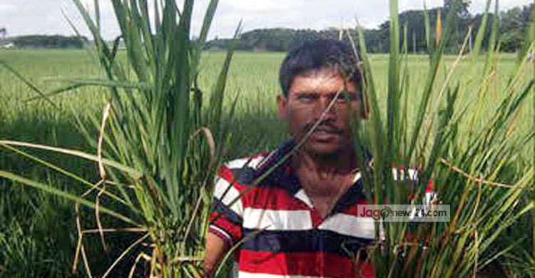 গল মাছির সংক্রমণে দিশেহারা কৃষকরা