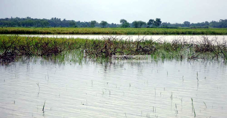 ঝিনাইদহে বৃষ্টিতে নিম্নাঞ্চল প্লাবিত : ফসলের ক্ষতি