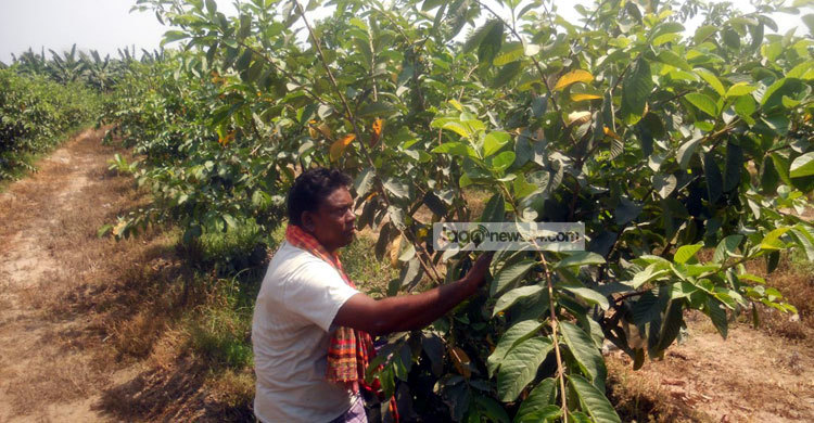 কোটচাঁদপুরের পেয়ারা যাচ্ছে সারাদেশে