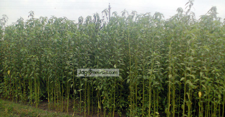 ঝিনাইদহে পাটের বাম্পার ফলনের সম্ভাবনা