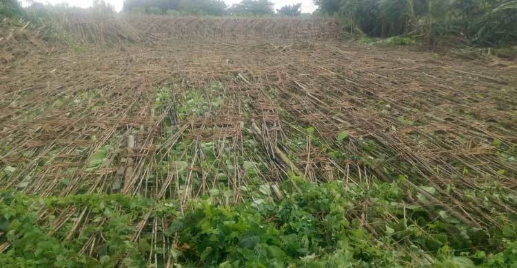 হরিণাকুন্ডে পান চাষীদের মাথায় হাত