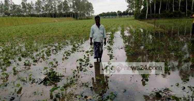 ঝিনাইদহে তুলা চাষীদের মাথায় হাত