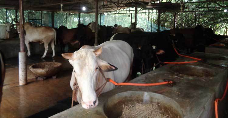 গরু খামারিদের চলছে শেষ মুহূর্তের প্রস্তুতি