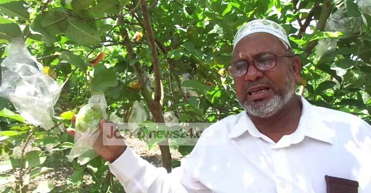 মহেশপুরে থাই পেয়ারা চাষে অভাবনীয় সাফল্য