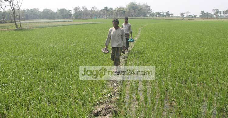 ঝিনাইদহে রোপা আমনে লক্ষ্যমাত্রা অর্জন