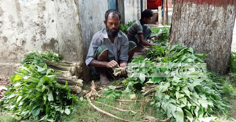 রাজবাড়ীর খানমান পাতা যাচ্ছে যশোর ও রাজশাহী