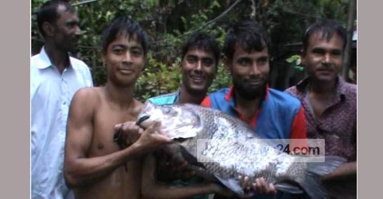 রাস্তায় ধরা পড়ল ৮ কেজি ওজনের কাতল মাছ